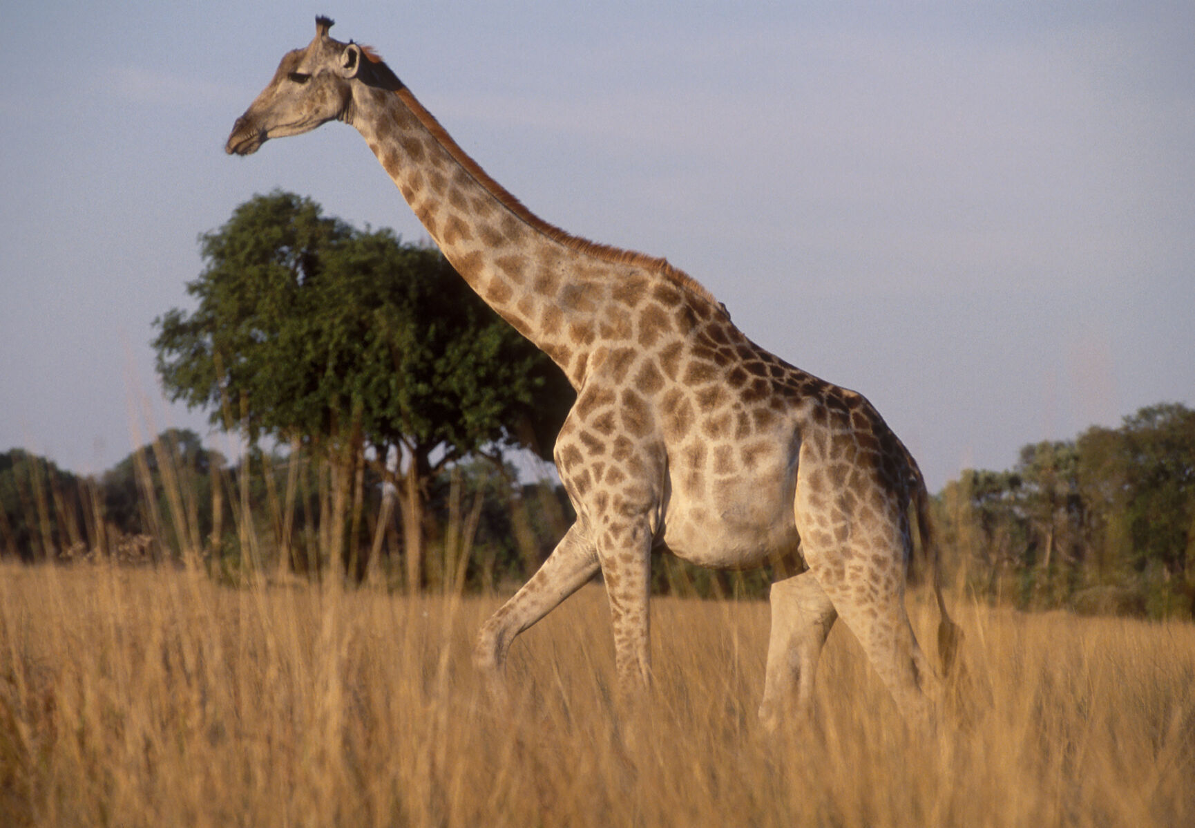 Giraffe